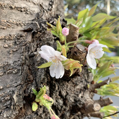桜/花が好き/植物写真 おはようございます🧸🔆

3月も下旬。
…(1枚目)
