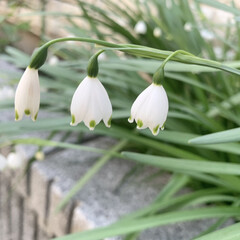 ご近所散歩/スノーフレーク/花が好き/植物写真 おはようございます🧸🔆
一晩降り続いた…