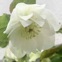 ご近所散歩/クリスマスローズ/花が好き/植物写真 おはようございます🧸💭
午後から東京は…