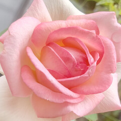 ピンク/バラ/花が好き/植物写真 おはようございます🧸🔆

今日は梅雨の晴…(1枚目)
