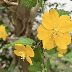 ヤマブキ/花が好き/植物写真/ご近所散歩 おはようございます🧸🔆
ちょっと疲れ気…
