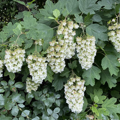 ご近所散歩/柏葉紫陽花/カシワバアジサイ/花が好き/植物写真 おはようございます🧸💭
朝からの雨はや…