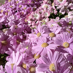 ピンク/サイネリア/花が好き/植物写真 こんにちは🧸🔆

だんだん暖かくなってき…(1枚目)