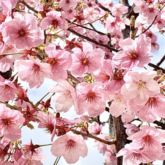 花のある暮らし/植物写真/暮らし 気付けば3月も半ばを過ぎ、春ですね☺️
…(1枚目)