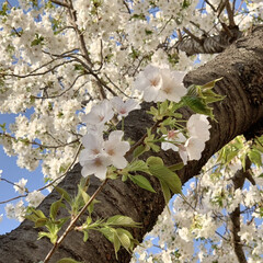 桜/花が好き/植物写真 おはようございます🧸🔆

3月も下旬。
…(2枚目)
