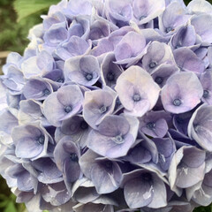 ご近所散歩/紫陽花/アジサイ/花が好き/植物写真 おはようございます🧸☔️
今日は1日雨…