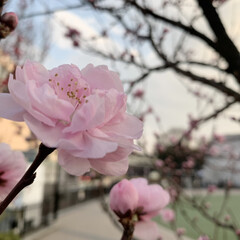 春さがし/ピンク/花が好き/植物写真 おはようございます🧸💭

今日はくもり。…(1枚目)