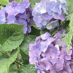 アジサイ/紫陽花/植物写真/花が好き おはようございます🧸☁️
今日は少し肌寒…(1枚目)