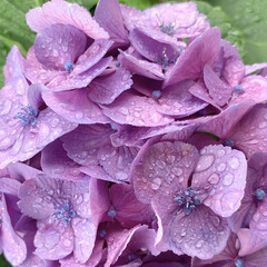 街路樹/紫陽花/アジサイ/花が好き/植物写真 こんにちは🧸🔆

今日は暑くなるって話だ…(1枚目)