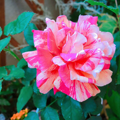 バラ/Rose/薔薇/limiaたにらー/limia多肉クラブ/Limia多肉倶楽部/... 今日の多肉ちゃん🌿&amp;薔薇🌹
(3枚目)