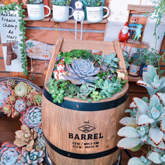 多肉植物寄せ植え/広島多肉くらぶ/100均雑貨/クリスマス雑貨/寄せ植え_華/寄せ植え/... 今日の多肉ちゃん🌿
100均クリスマス🤶…