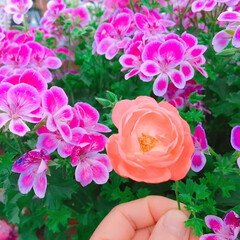 バラ/Rose/薔薇/limiaたにらー/limia多肉クラブ/Limia多肉倶楽部/... 今日の多肉ちゃん🌿&amp;薔薇🌹
(2枚目)