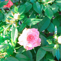 薔薇/薔薇のある暮らし/Limia多肉倶楽部/LIMIA多肉くらぶ/広島たにらー/広島タニラー/... 今日の多肉ちゃん🌿&amp;今日の薔薇🌹(2枚目)