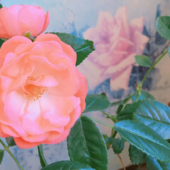多肉植物/ナチュラルガーデン/Rose/バラ/薔薇/プチプラガーデン/... 今日の多肉ちゃん🌿&amp;今日の薔薇🌹(2枚目)