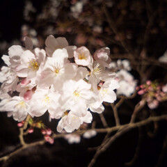 春のフォト投稿キャンペーン 夜桜🌸(1枚目)