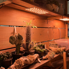 棚/DIY/男前/アンティーク/観葉植物 DIYで作った壁の裏の植物棚の上段に棚を…(1枚目)