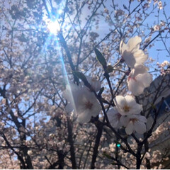 春のフォト投稿キャンペーン/はじめてフォト投稿 見るのが人生2度目の日本の桜はやっぱり綺…(1枚目)