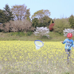 春のフォト投稿キャンペーン/はじめてフォト投稿 福岡 福津市の菜の花畑。てんとう虫🐞をア…(1枚目)