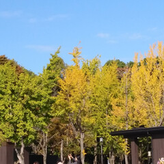 紅葉始まるね/大阪城公園 紅葉まであと少し！
の、大阪城公園😊
外…(2枚目)