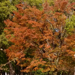 紅葉始まるね/大阪城公園 紅葉まであと少し！
の、大阪城公園😊
外…(4枚目)