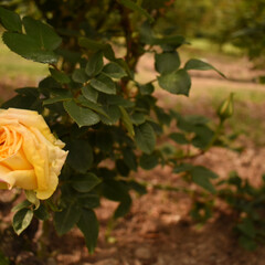 Nikon/写真好きと繋がりたい/春のフォト投稿キャンペーン １本だけ
バラの花が
咲いてた(1枚目)