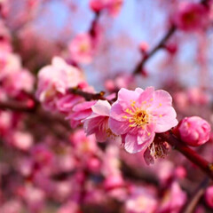 お出かけ/NikonD5600/写真好きと繋がりたい/春のフォト投稿キャンペーン 梅の花(1枚目)
