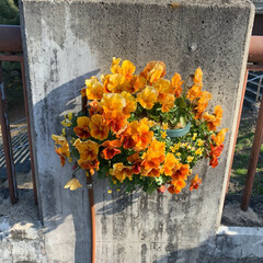 ねずみ年🐭/おでかけ/フォロー大歓迎/お花 今日は、宇治市植物園へぶらりとお出掛け。…(4枚目)