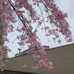 フォロー大歓迎/市役所/枝垂れ桜/枝垂れ桜散歩 先日、
市役所の枝垂れ桜🌸見てきました。…(7枚目)