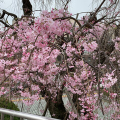 フォロー大歓迎/市役所/枝垂れ桜/枝垂れ桜散歩 先日、
市役所の枝垂れ桜🌸見てきました。…(2枚目)