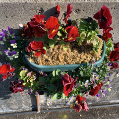 ねずみ年🐭/おでかけ/フォロー大歓迎/お花 今日は、宇治市植物園へぶらりとお出掛け。…(8枚目)