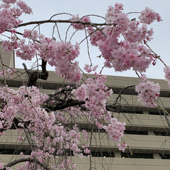 フォロー大歓迎/市役所/枝垂れ桜/枝垂れ桜散歩 先日、
市役所の枝垂れ桜🌸見てきました。…(3枚目)