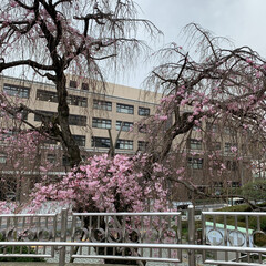 フォロー大歓迎/市役所/枝垂れ桜/枝垂れ桜散歩 先日、
市役所の枝垂れ桜🌸見てきました。…(4枚目)