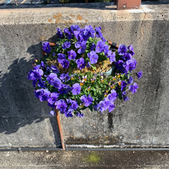 ねずみ年🐭/おでかけ/フォロー大歓迎/お花 今日は、宇治市植物園へぶらりとお出掛け。…(9枚目)