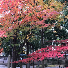 もみじが🍁きれい/夫婦旅行/秋/おでかけ 夫婦2人で金沢旅行に行ってきました。
雨…(3枚目)