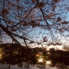 夜桜/桜/おでかけ/おでかけワンショット 19時の桜🌸
.
日が高くなって19時で…(1枚目)