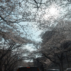 桜通り/満開の桜/さくら/桜/LIMIAおでかけ部/フォロー大歓迎/... 相模原の桜通りをドライブしてきました！満…(1枚目)