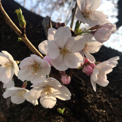 桜の花/さくら/桜/LIMIAおでかけ部/フォロー大歓迎/おでかけ/... 桜をアップで撮ってみました。一輪一輪が可…(1枚目)