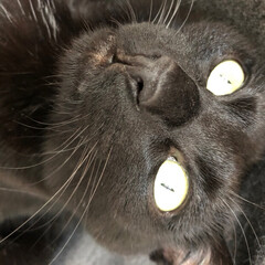 猫ドアップ/黒猫/にゃんこ同好会/うちの子ベストショット 黒猫カイのドアップ！(4枚目)