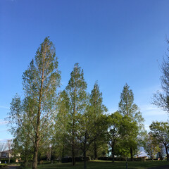 青空 昨日お天気だったので近場にある大きな公園…(2枚目)