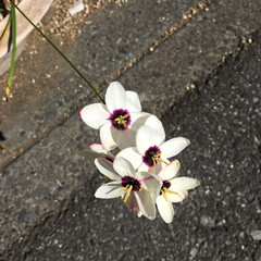お花 可愛いお花咲きました。名前がイマイチわか…(2枚目)