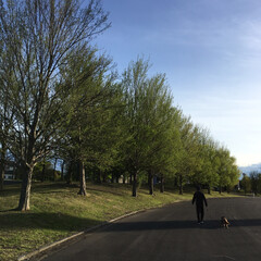 青空 昨日お天気だったので近場にある大きな公園…(3枚目)