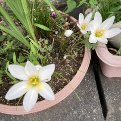 我が家の花たち/玉すだれは 今、咲いている我が家の花です。
白い玉す…(1枚目)