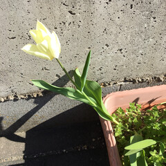 チューリップ やっとチューリップ🌷が一つ咲きました。風…(1枚目)