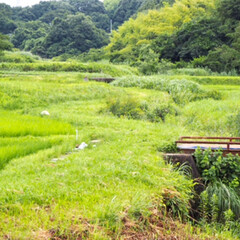 みどり/自然 自然いっぱいの福島県


こんにちはNK…(2枚目)