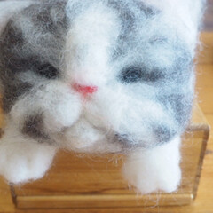 ハンドメイド/ぶさかわ/羊毛フェルト/猫/DIY 羊毛フェルト
ブサ猫♡


こんにちはN…(1枚目)