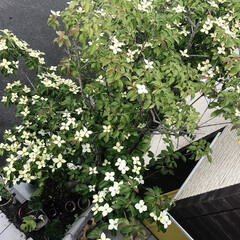 午後の紅茶いちごティー/ヤマボウシ/シンボルツリー うちの玄関のシンボルツリー、今年も咲いて…(2枚目)