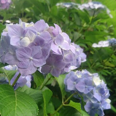 雨季ウキフォト投稿キャンペーン 庭に紫陽花が咲いてました
(1枚目)