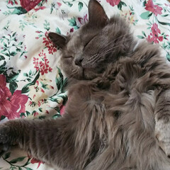 猫派 おデブちゃんの幸せそうな寝姿に、日々癒さ…(1枚目)
