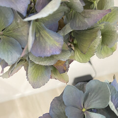 ドライフラワー作り/ドライフラワーのある暮らし/ドライフラワー/アンティークアジサイ/紫陽花 今年鉢植えのアンティーク紫陽花購入し、花…(2枚目)