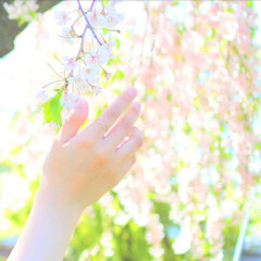 桜/しだれ桜/春/はじめてフォト投稿/単焦点レンズ 今年のしだれ桜🌸(1枚目)